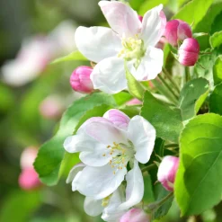 Ziergehölze|Obstgehölze * Manufactum Kombipaket Wildfruchthecke 1 und 2