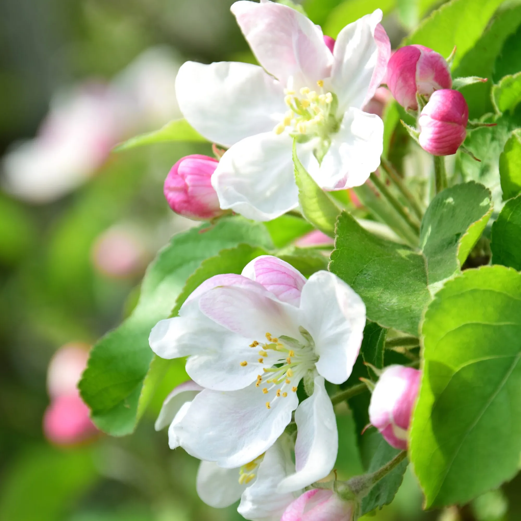 Ziergehölze|Obstgehölze * Manufactum Kombipaket Wildfruchthecke 1 und 2