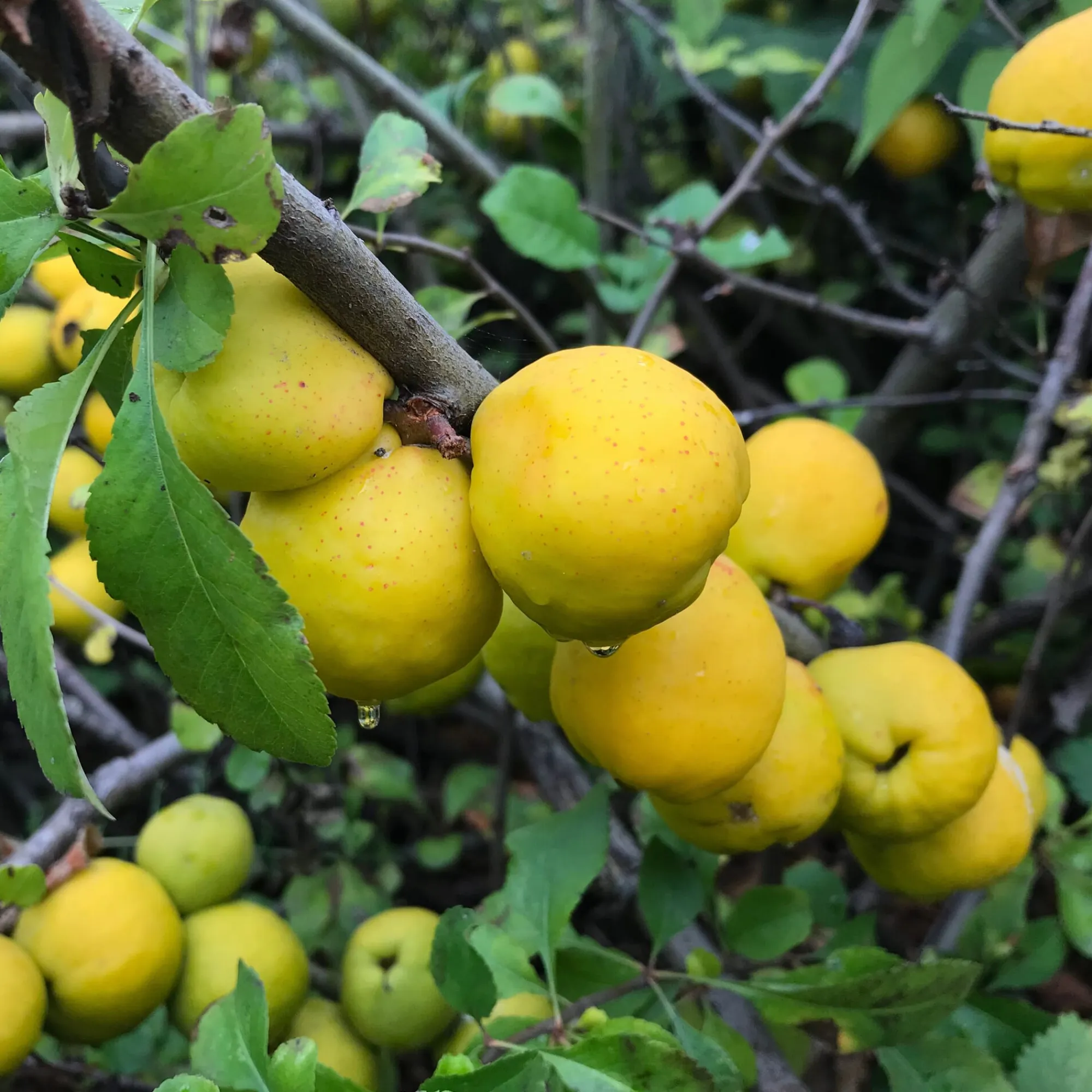 Ziergehölze|Obstgehölze * Manufactum Kombipaket Wildfruchthecke 1 und 2