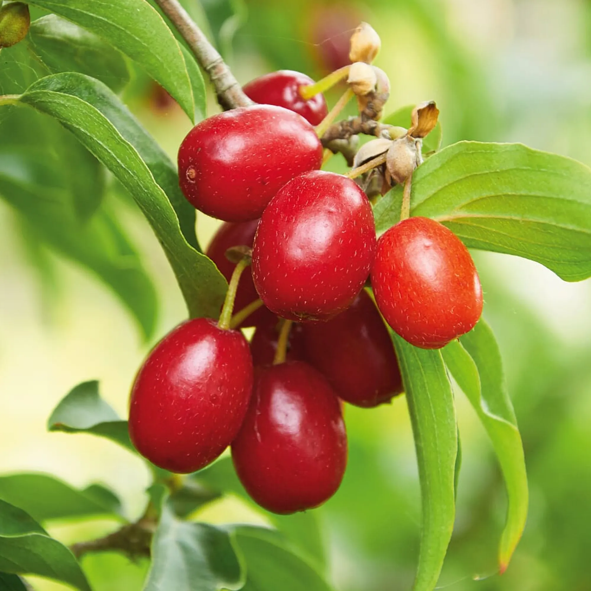 Ziergehölze|Obstgehölze * Manufactum Kombipaket Wildfruchthecke 1 und 2