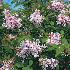 Rosen|Ziergehölze * Martin Müller Baumschulen Kombipaket Winterdufter und Hecke Duftgehölze