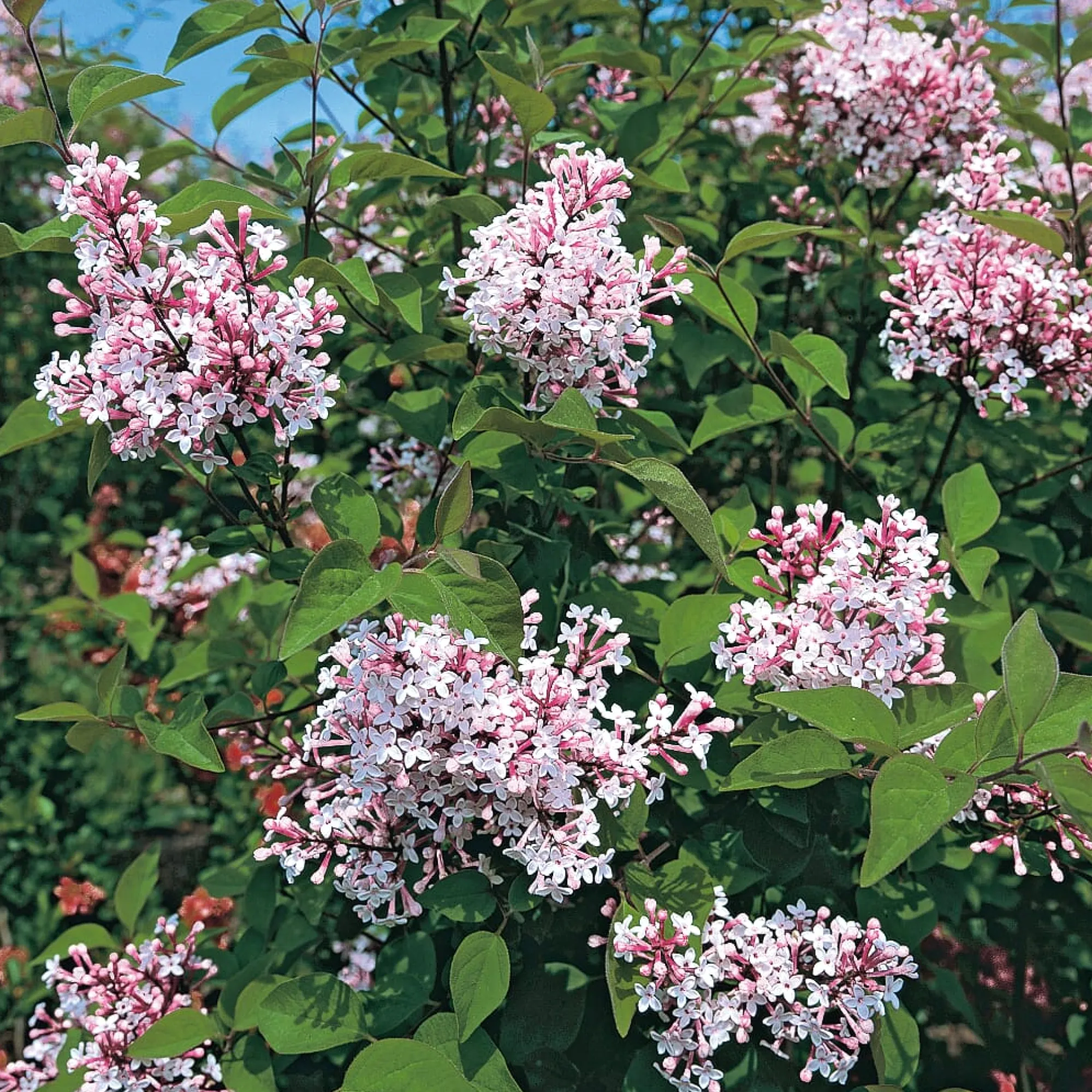 Rosen|Ziergehölze * Martin Müller Baumschulen Kombipaket Winterdufter und Hecke Duftgehölze
