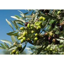 Speiseöle|Olivenöle * Agia Triada Kretisches Bio-Olivenöl