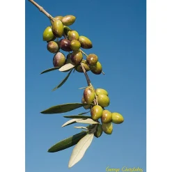 Speiseöle|Olivenöle * Agia Triada Kretisches Bio-Olivenöl
