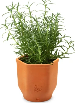 Zimmergärtnerei|Pflanzgefäße * Manufactum Kräutertopf Terrakotta