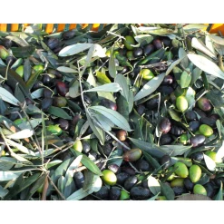 Speiseöle|Olivenöle * Olio Roi Ligurisches Olivenöl „Carte Noire“ DOP