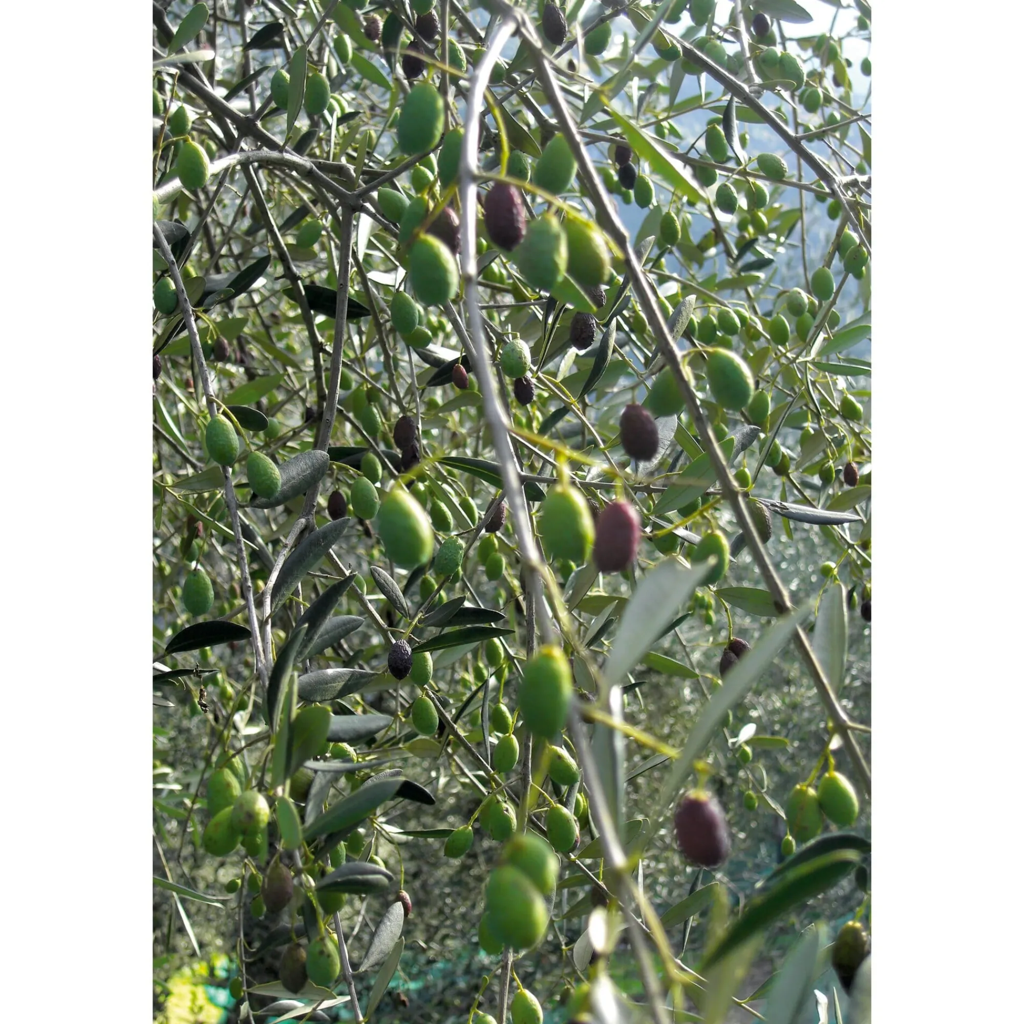 Speiseöle|Olivenöle * Olio Roi Ligurisches Olivenöl „Carte Noire“ DOP