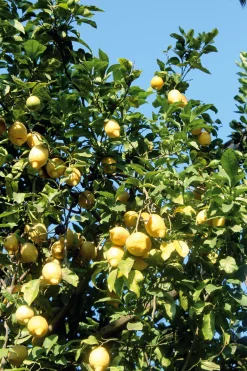 Likör * Il Convento Limoncello aus Sorrento