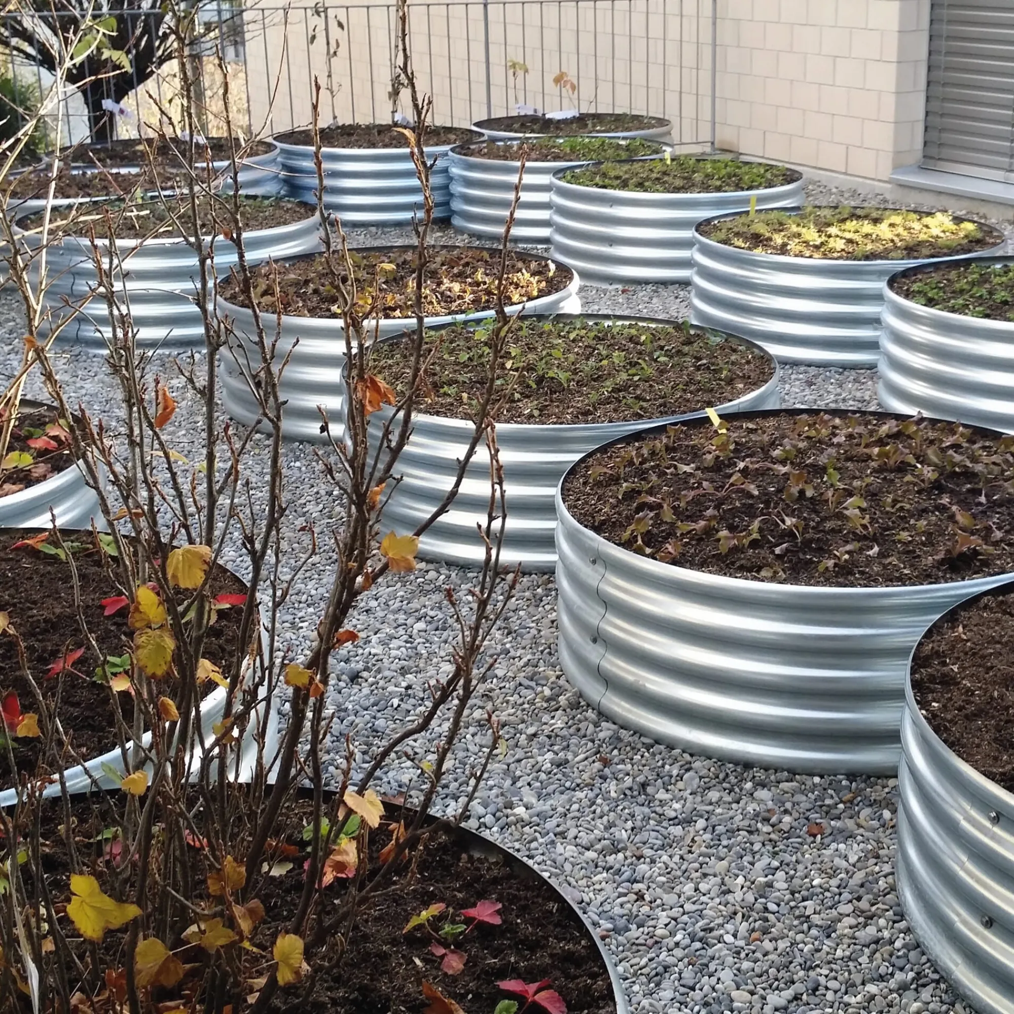 Pflanzenvermehrung|Hochbeete * Manufactum Tomatenring Wellblech