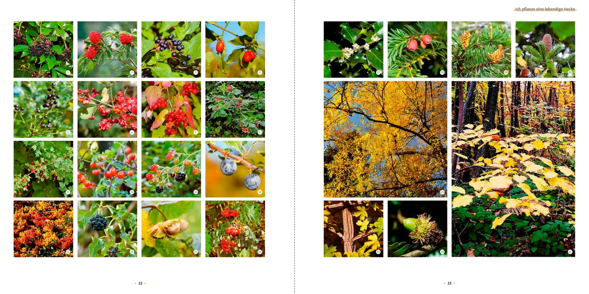 Garten & Natur|Ratgeber * Ulmer Verlag Meine lebendige Hecke