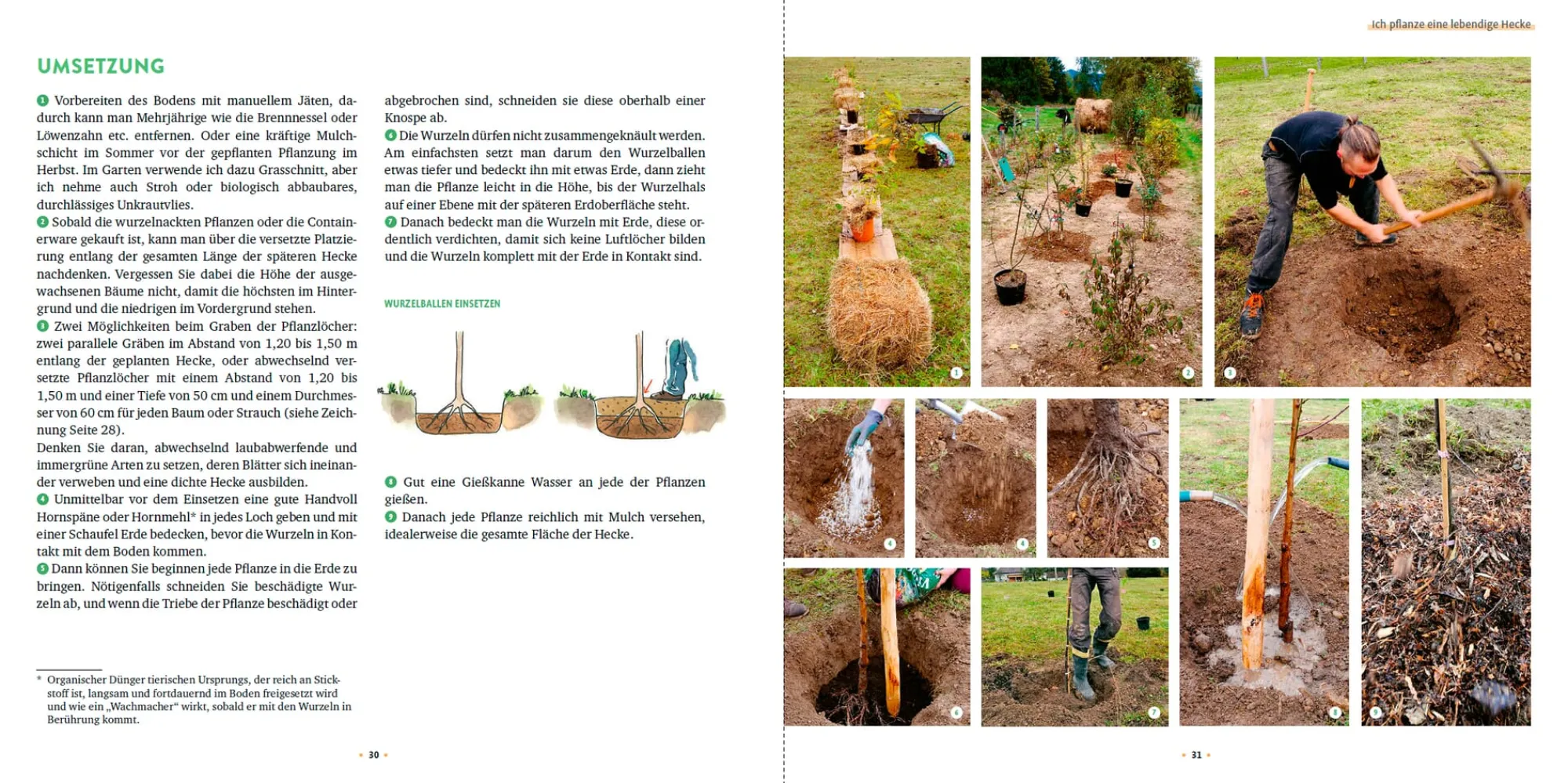 Garten & Natur|Ratgeber * Ulmer Verlag Meine lebendige Hecke