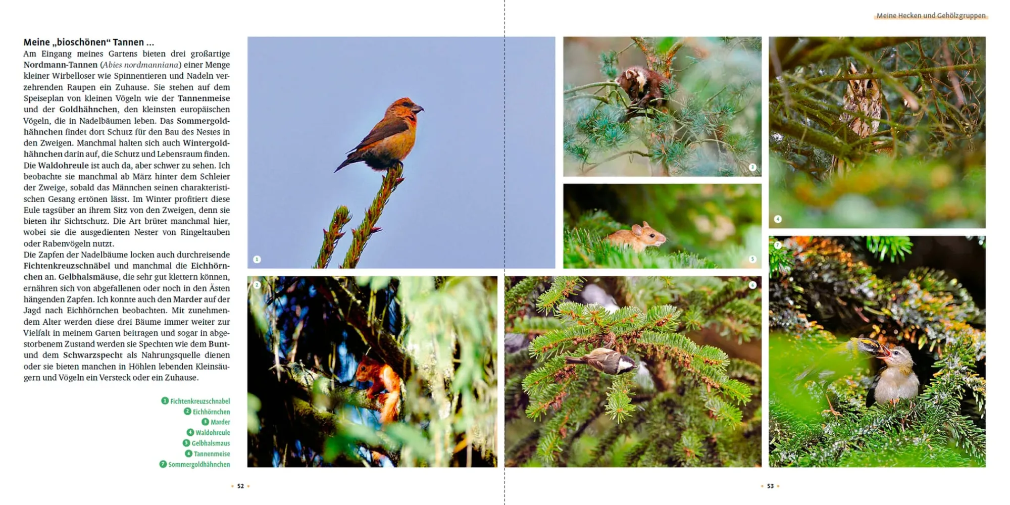 Garten & Natur|Ratgeber * Ulmer Verlag Meine lebendige Hecke
