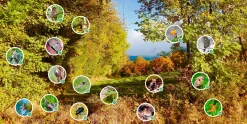 Garten & Natur|Ratgeber * Ulmer Verlag Meine lebendige Hecke