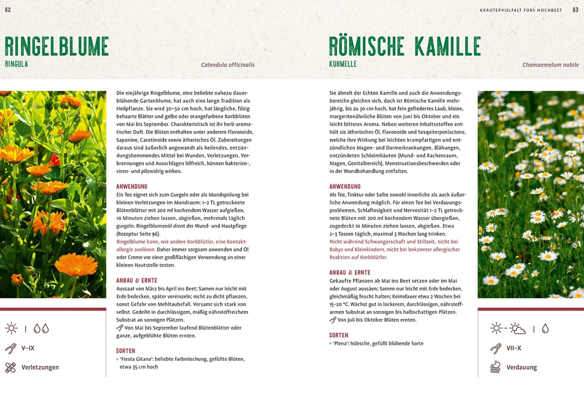 Garten & Natur|Ratgeber * Ulmer Verlag Mein Heilpflanzen-Hochbeet