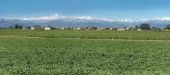Sirup * Minzsirup aus dem Piemont