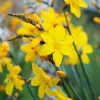 Zwiebelblumen & Knollenpflanzen * Nijssen Tuin & Bulbs Montbretie Columbus
