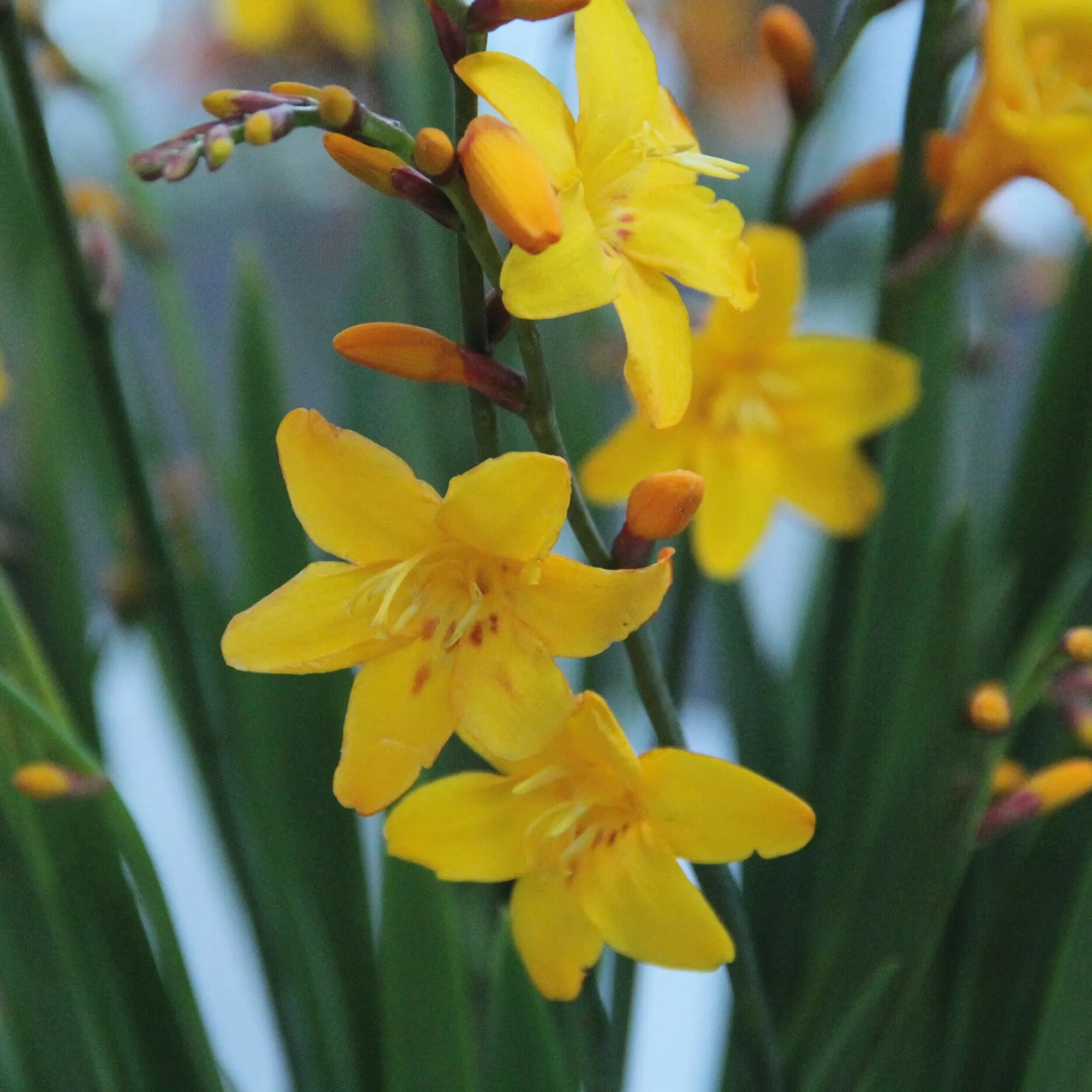 Zwiebelblumen & Knollenpflanzen * Nijssen Tuin & Bulbs Montbretie Columbus