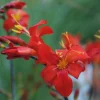Zwiebelblumen & Knollenpflanzen * Nijssen Tuin & Bulbs Montbretie Orangeade