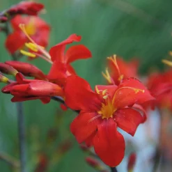 Zwiebelblumen & Knollenpflanzen * Nijssen Tuin & Bulbs Montbretie Orangeade