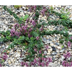 Pflanzenschutz * herb's Bioland Muschelmulch