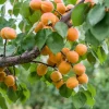 Obstgehölze * Manufactum Obstgehölz Aprikose 'Luizet'
