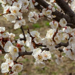 Obstgehölze * Manufactum Obstgehölz Aprikose 'Luizet'