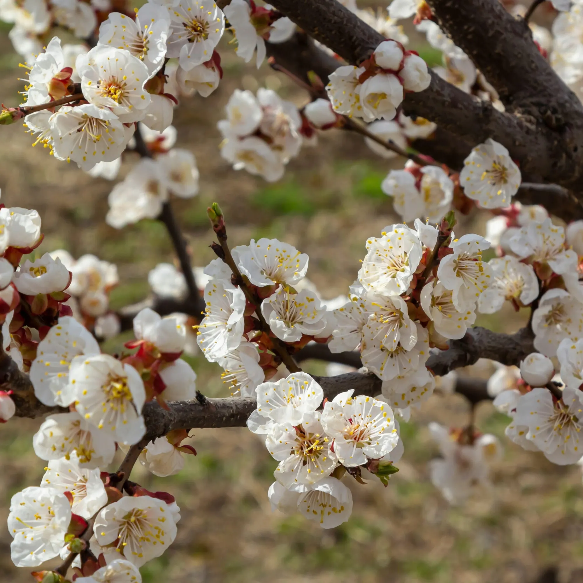 Obstgehölze * Manufactum Obstgehölz Aprikose 'Luizet'