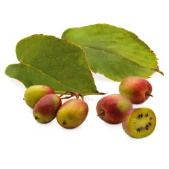 Obstgehölze * Martin Müller Baumschulen Obstgehölz 'Bayern-Kiwi' (1 Paar)
