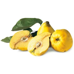 Obstgehölze * Martin Müller Baumschulen Obstgehölz Birnenquitte 'Meisterquitte'
