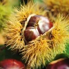 Obstgehölze * Manufactum Obstgehölz Esskastanie (2 Sorten)