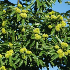 Obstgehölze * Manufactum Obstgehölz Esskastanie (2 Sorten)