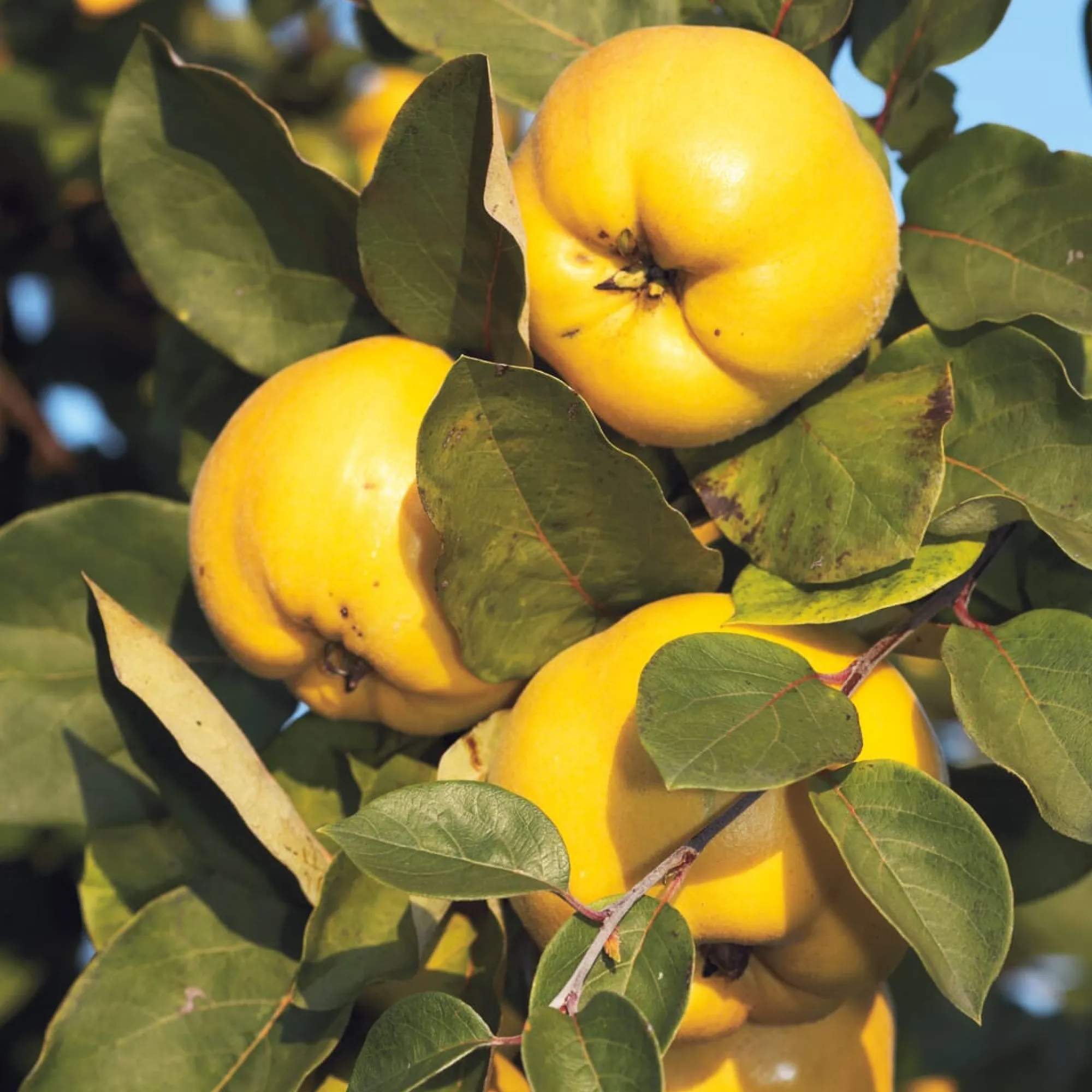 Obstgehölze * Martin Müller Baumschulen Obstgehölz 'Konstantinopeler Apfelquitte'