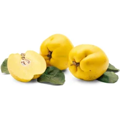 Obstgehölze * Martin Müller Baumschulen Obstgehölz 'Konstantinopeler Apfelquitte'
