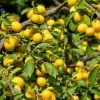 Obstgehölze * Martin Müller Baumschulen Obstgehölz 'Mirabelle von Metz'
