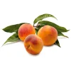 Obstgehölze * Manufactum Obstgehölz Pfirsich 'Anneliese Rudolph'