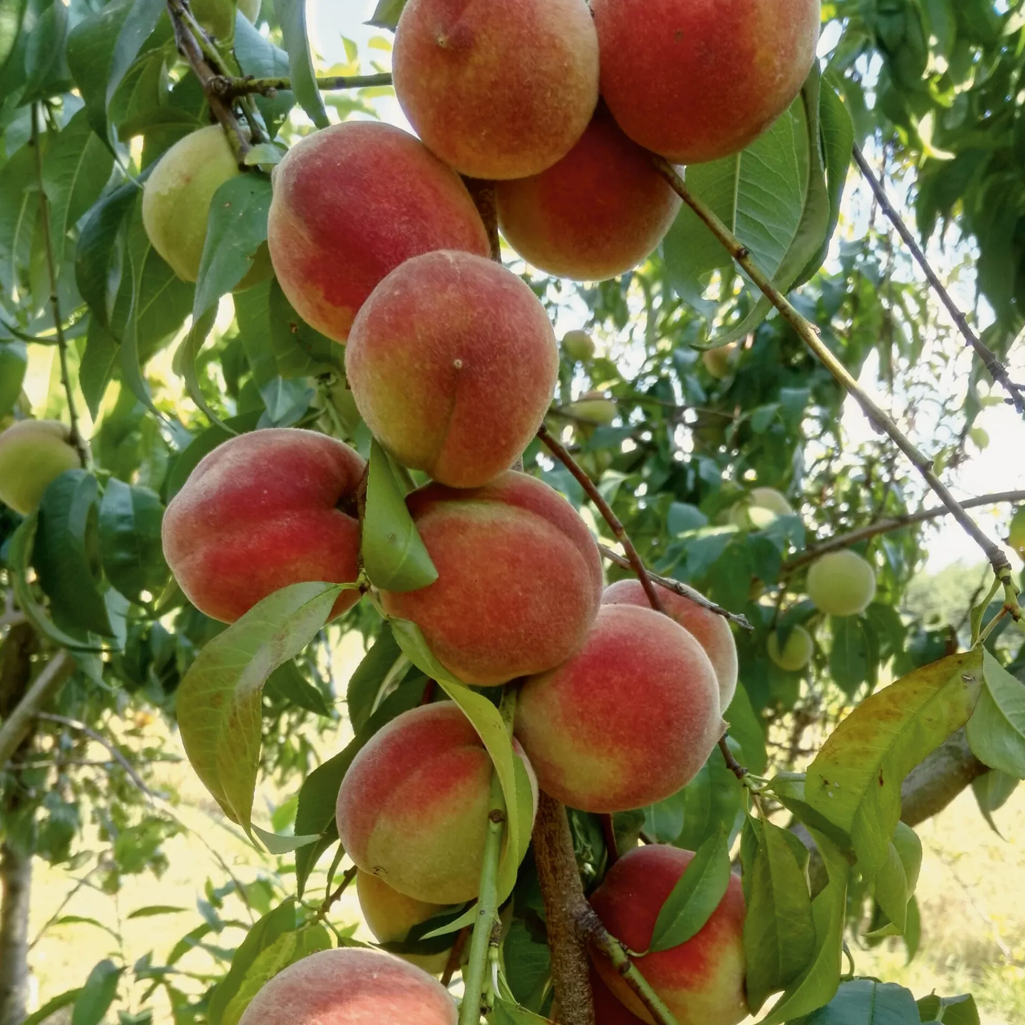 Obstgehölze * Manufactum Obstgehölz Pfirsich 'Anneliese Rudolph'