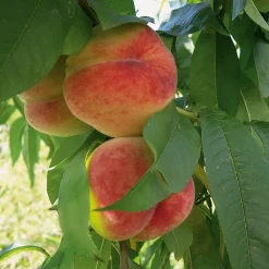 Obstgehölze * Manufactum Obstgehölz Pfirsich 'Anneliese Rudolph'