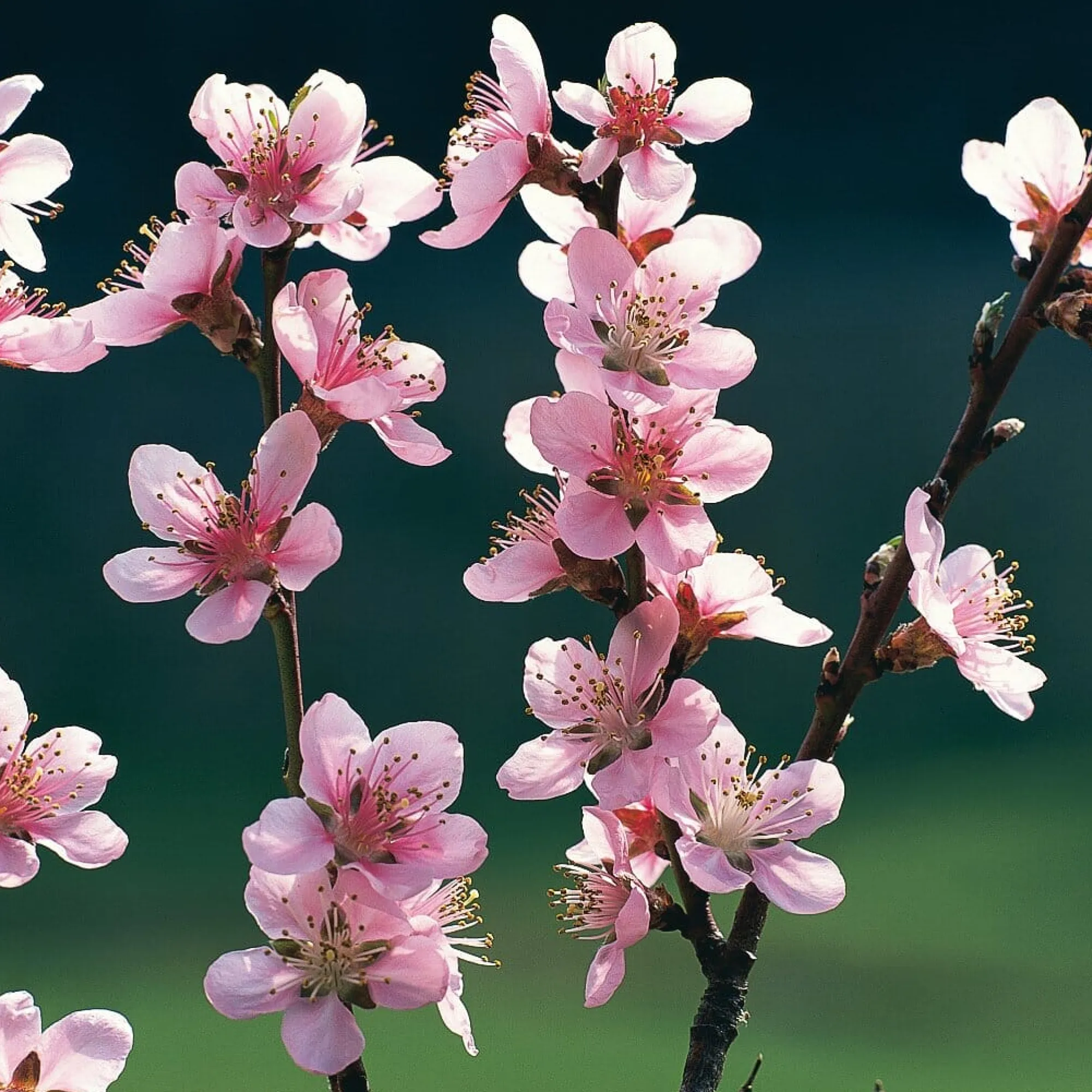 Obstgehölze * Manufactum Obstgehölz Pfirsich 'Anneliese Rudolph'