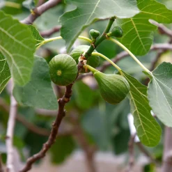Obstgehölze * Martin Müller Baumschulen Obstgehölz 'Pfälzer Fruchtfeige'