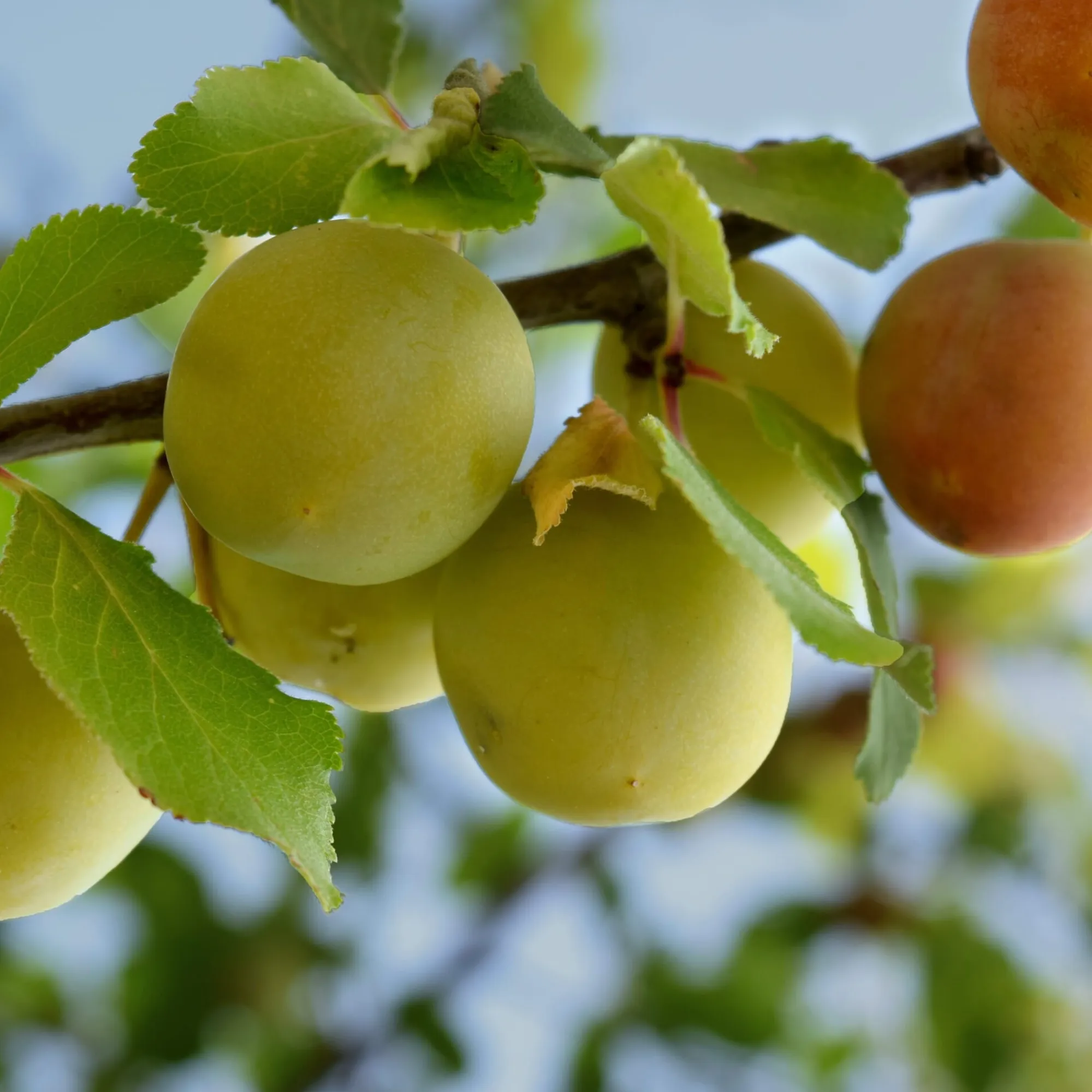 Obstgehölze * Martin Müller Baumschulen Obstgehölz 'Reneklode aus Oullins'