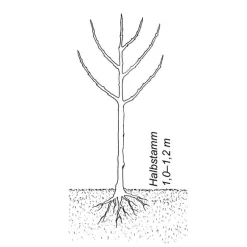 Obstgehölze * Martin Müller Baumschulen Obstgehölz 'Reneklode aus Oullins'