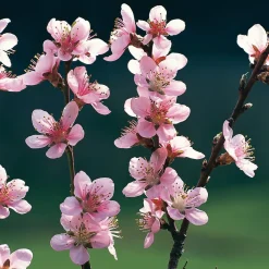 Obstgehölze * Manufactum Obstgehölz 'Roter Weinbergpfirsich'
