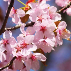 Obstgehölze * Manufactum Obstgehölz 'Roter Weinbergpfirsich'