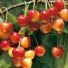 Obstgehölze * Manufactum Obstgehölz Süßkirsche (2 Sorten)
