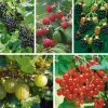 Obstgehölze * Martin Müller Baumschulen Obstgehölz Strauchpaket Beerenobst
