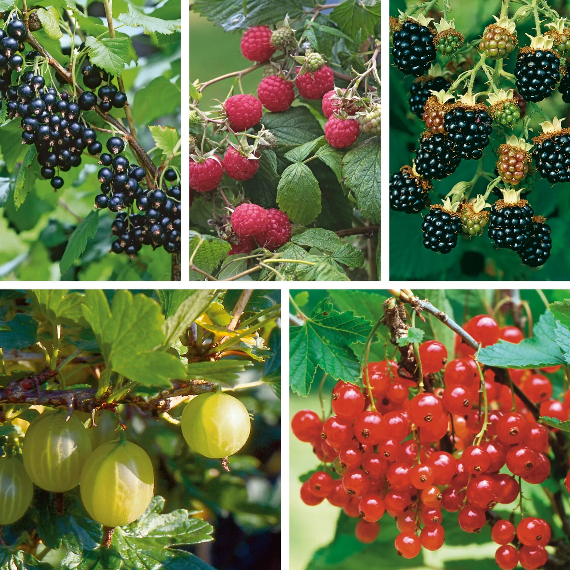 Obstgehölze * Martin Müller Baumschulen Obstgehölz Strauchpaket Beerenobst