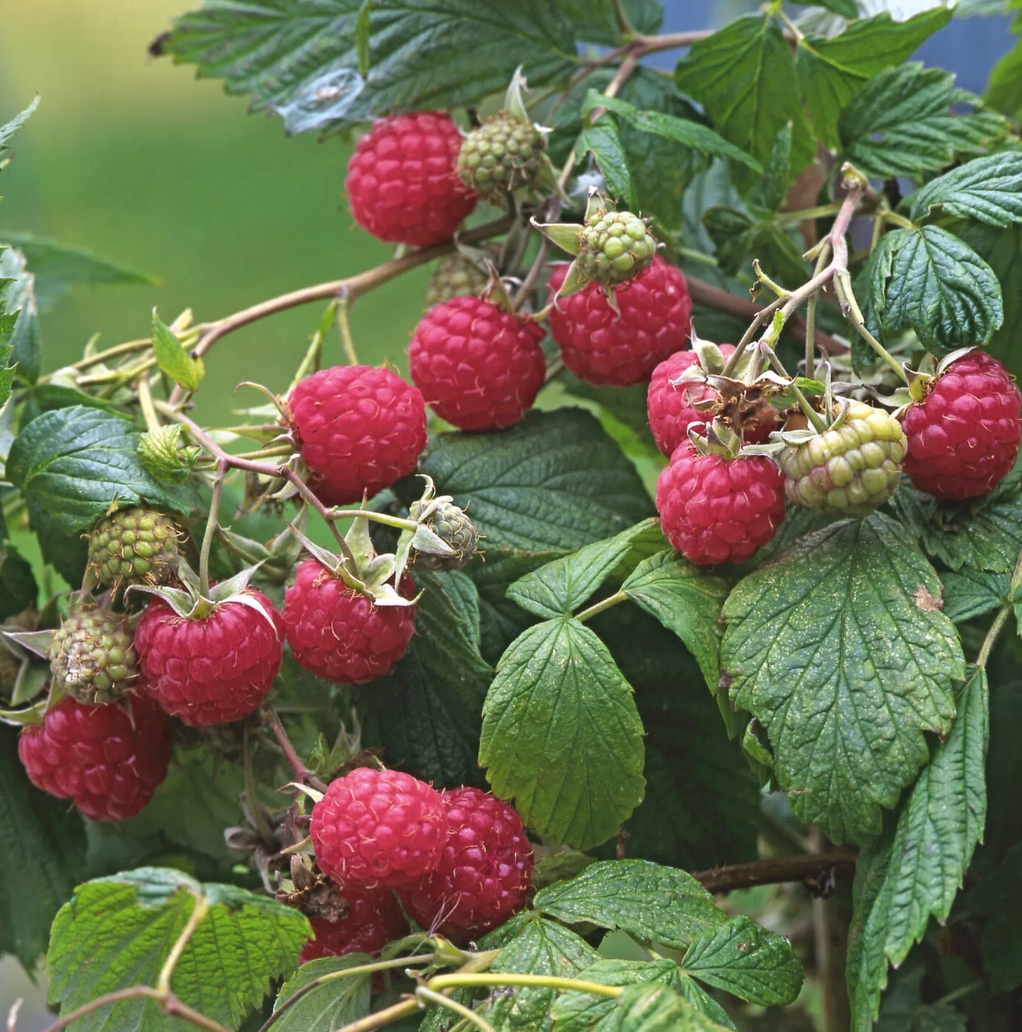 Obstgehölze * Martin Müller Baumschulen Obstgehölz Strauchpaket Beerenobst
