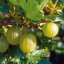 Obstgehölze * Martin Müller Baumschulen Obstgehölz Strauchpaket Beerenobst
