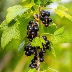 Obstgehölze * Martin Müller Baumschulen Obstgehölz Säulenjohannisbeere 'Hedda'