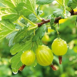 Obstgehölze * Martin Müller Baumschulen Obstgehölz Säulenstachelbeere 'Mucurines'